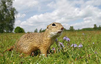 Ground squirrel on meadow
