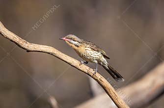 spiny cheeked honeyeater perches on a branch and looks ready to fly.