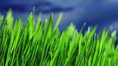 Grass