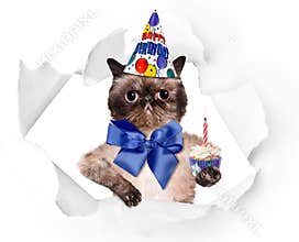 Birthday cat .