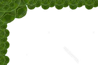 Card form leaf.