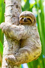 Young 3 Toed Sloth in its natural habitat. Amazon River, Peru
