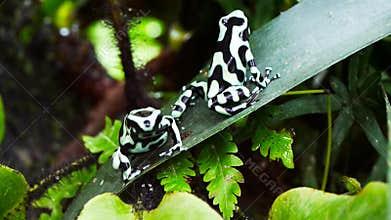 Poison dart frogs