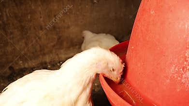 Biological drinking process of broiler chicken observed in poultry farming