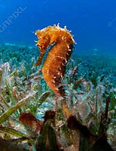 Thorny Sea Horse seahorse Red Sea