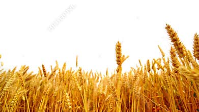Wheat ears in the agricultural cultivated field over white background.