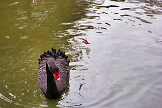 Black swan gracefully gliding across a serene pond in a tranquil park setting