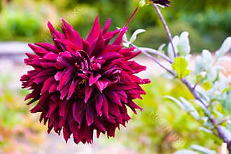 Vibrant purple dahlia blooms in a lush garden during late spring season
