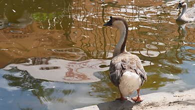 A goose are standing on the shore of little pond. Waterfowl