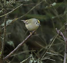 Goldcrest (Regulus regulus) perched on branch