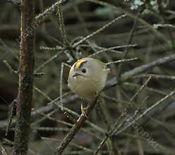 Goldcrest (Regulus regulus) perched on branch