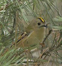 Goldcrest (Regulus regulus) perched on branch