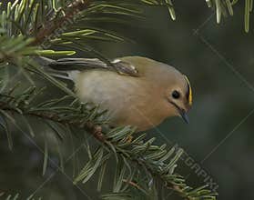 Goldcrest (Regulus regulus) perched on branch