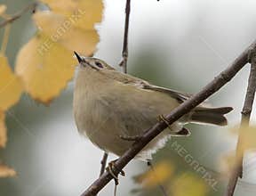 Goldcrest (Regulus regulus) perched on branch
