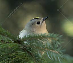 Goldcrest (Regulus regulus) perched on branch