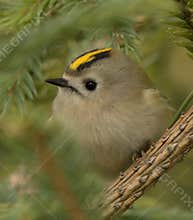 Goldcrest (Regulus regulus) perched on branch