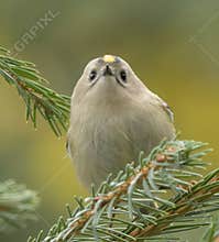 Goldcrest (Regulus regulus) perched on branch