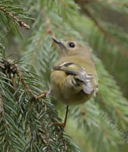Goldcrest (Regulus regulus) perched on branch