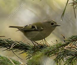 Goldcrest (Regulus regulus) perched on branch