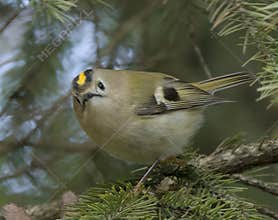 Goldcrest (Regulus regulus) perched on branch