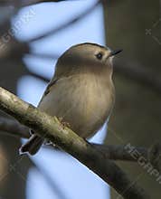 Goldcrest (Regulus regulus) perched on branch