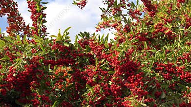 A pyracantha landscape evokes a sense of vitality, and the red berries are a symbol of autumn