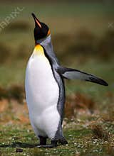 Penguin flight