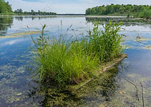 Turtle Pad at Baxter Conservation Area
