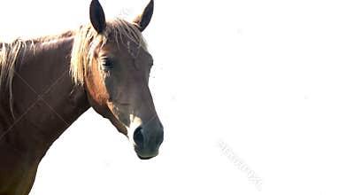 horse