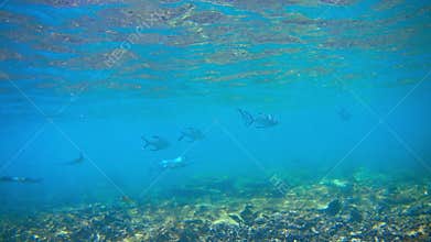 Smallspotted dart and needlefish over coral reef near Borneo