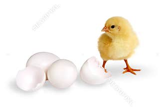 Chick and eggs