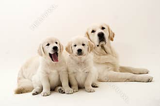 Lazy dogs