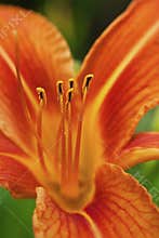 Detail of the pistils of an orange daylily