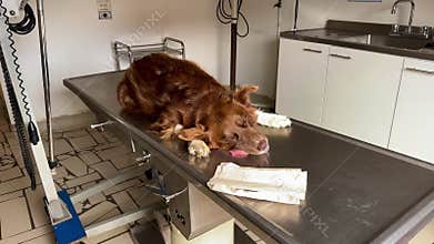 Brown and white border collie under general anesthesia on veterinary X-ray table, slow horizontal approach