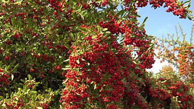 Vibrant clusters of pyracantha against a blue sky, a fabulous autumn berry backdrop