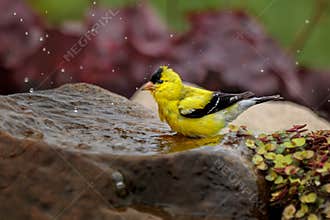 American Goldfinch in Fountain