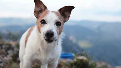 Jack Russell dog sniffing ground closely
