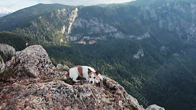 Jack Russell resting on rocky edge of mountain