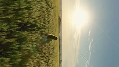 Girl walking in wheat field at sunset, aerial view