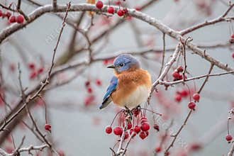 Eastern Bluebird in Crabapple Tree