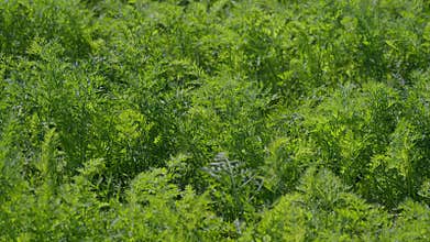A vast and lush green carrots herb field, bathed in bright sunlight on a clear and beautiful day