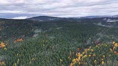 Drone footage displays expansive green canopy beneath heavy