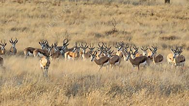 Springbok antelope herd
