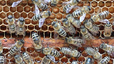 Bees inside hive