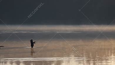 misty lake dawn with solitary cormorant standing in shallow water, wings partially spread, soft golden light, low fog
