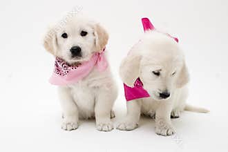 Posing puppies