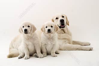 Family dogs