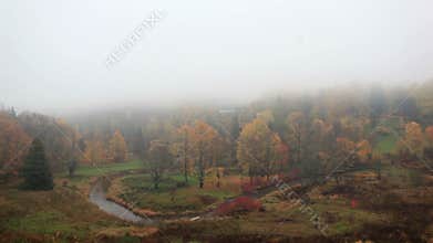 The fog is coming on forest.