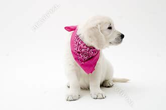 Puppy