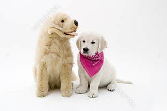 Puppy and friend